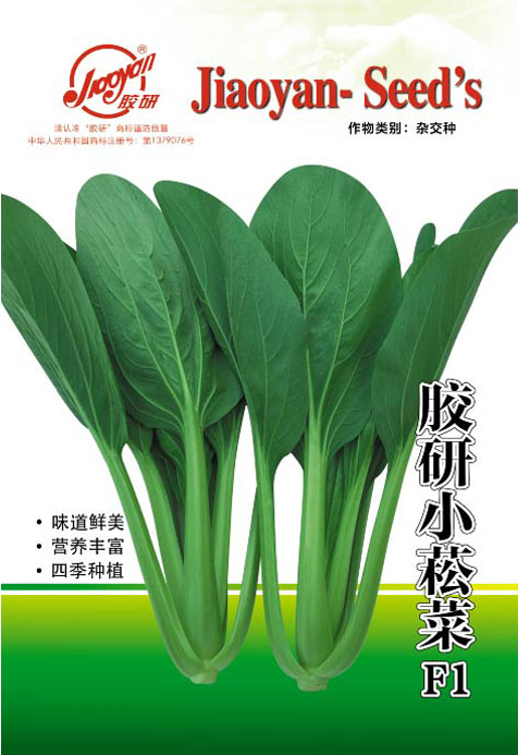 胶研小菘菜——速生小白菜